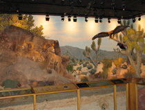 las-vegas-natural-history-museum